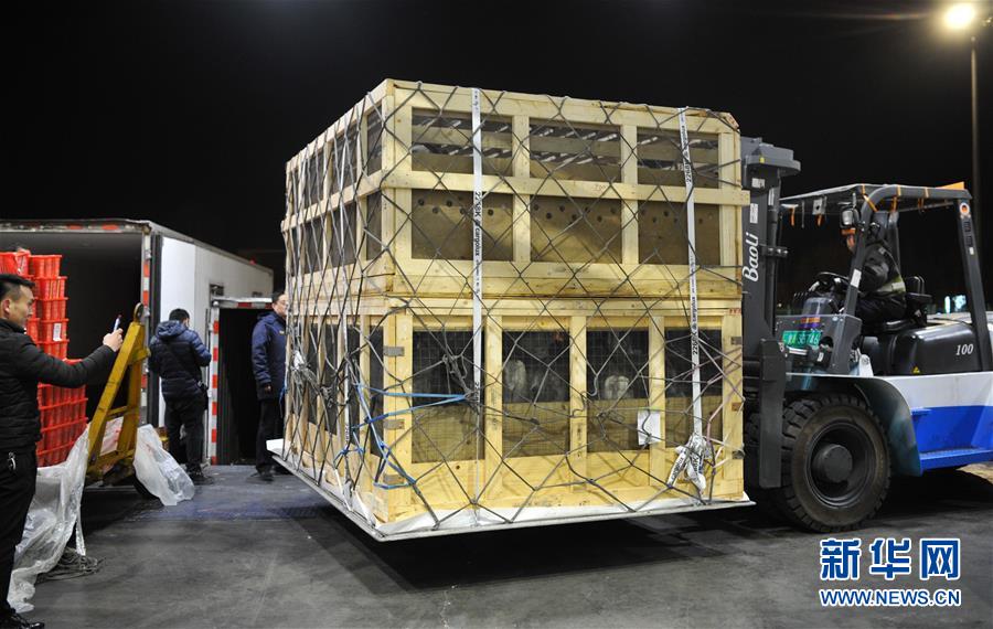 （社会）（2）内蒙古从国外成功引进第二批115只活体驯鹿