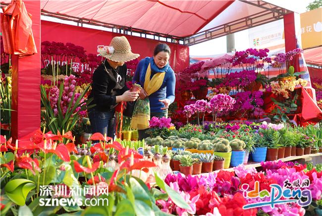 浓浓年味！大鹏迎春花市已正式开市
