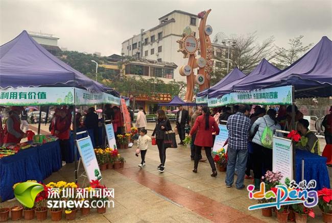 生态回收绿意浓  大鹏举行花年桔回收活动
