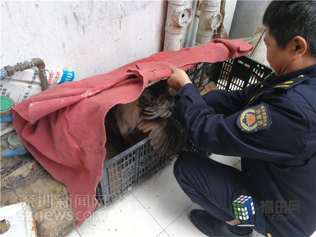 清污治乱 园岭街道“行走小区”行动走进园东社区