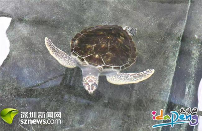 大鹏半月内发现三只绿海龟！科研人员提醒：市民不要轻易“放生”海龟