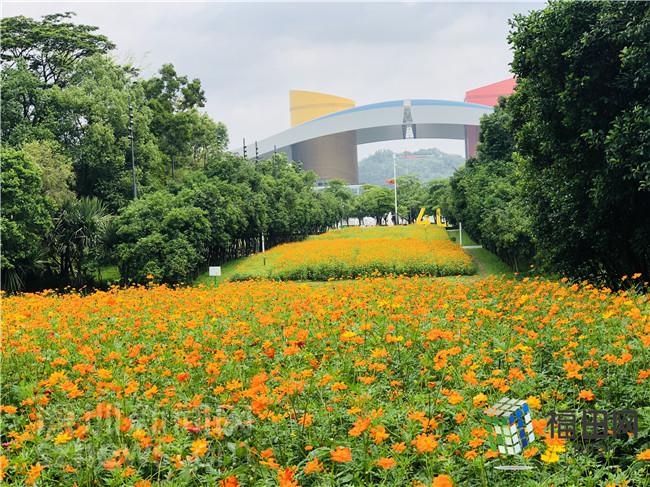 五一又多一个打卡点！市民中心这片花海等你来