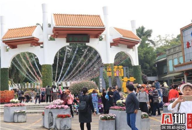 6.6万盆菊花亮相深圳东湖公园