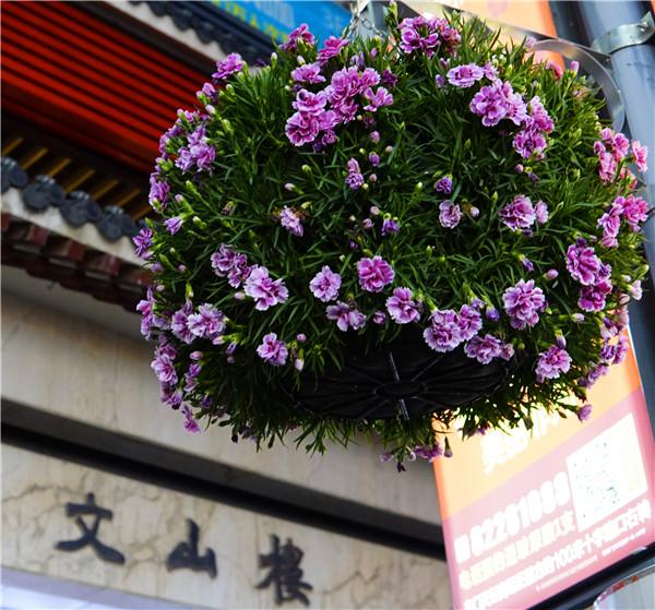 深圳花展| 8万盆月季将打造浪漫永恒 畅享粉调鸣奏曲