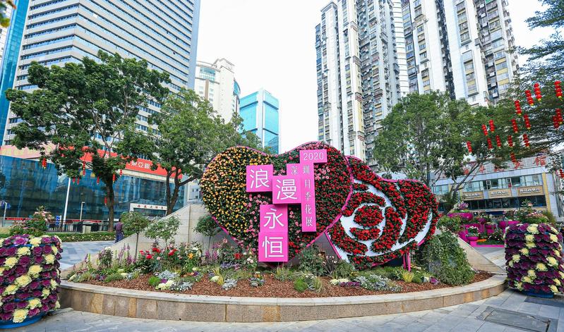 感受新春花事盛景 深圳市月季花展开幕