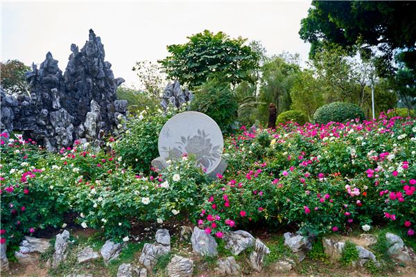 2020深圳月季花展盛装开幕 300多种月季等你来赏