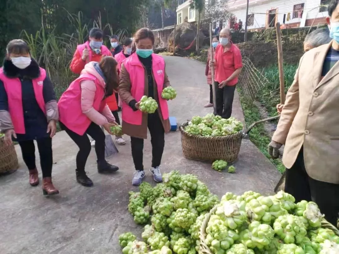 河南一地两万多亩蔬菜滞销 当地紧急“抢救”_凤凰网
