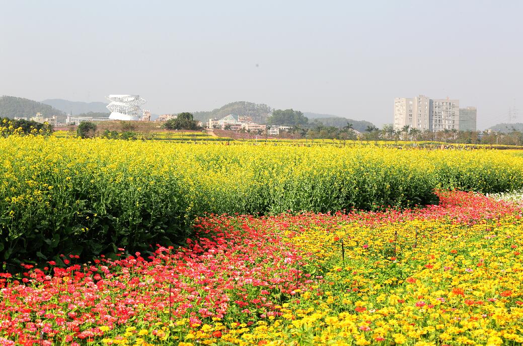 光明小镇花海.
