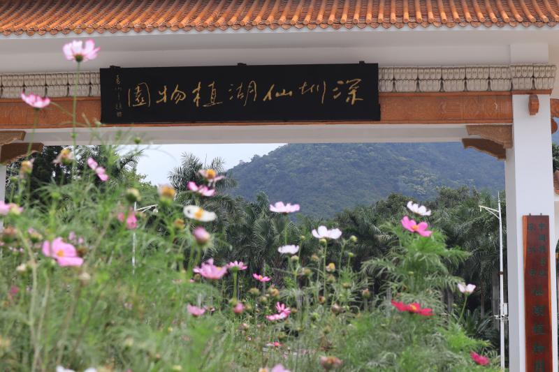 深圳仙湖植物园24日起开门迎客 市民有序游园赏春