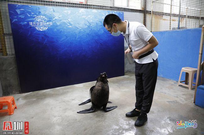 海狮“入职”满500天！金沙湾国际乐园首批海洋动物适应良好