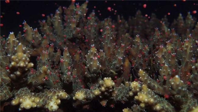 IN视频|海洋生物“奇观”！深圳大鹏新区首次记录珊瑚排卵影像