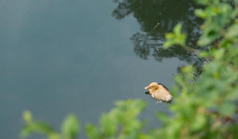 谢谢观影Vol.4 | 在清平古墟怡然生活的小动物们