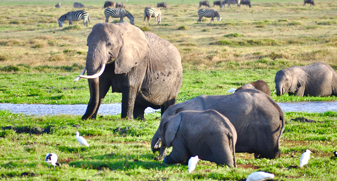奇观天下|走进非洲最高山峰下的野生大象家园