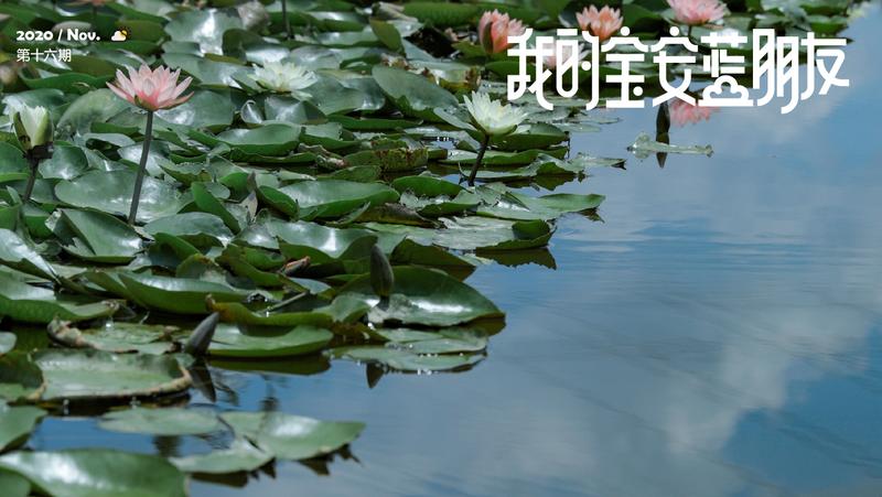 我的宝安蓝朋友 | 穿过“生态后花园”，带你探秘宝安这5个环境教育基地