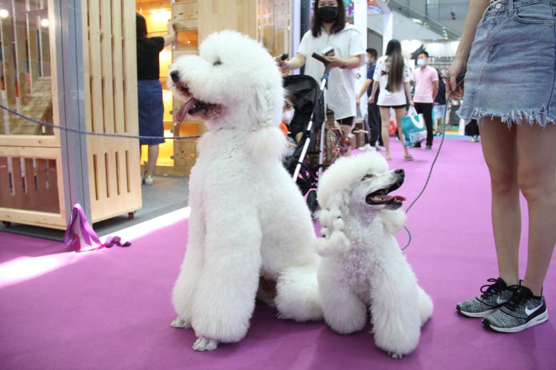 征集令！深圳文明养犬评选活动开启，诚征“最美养犬人”