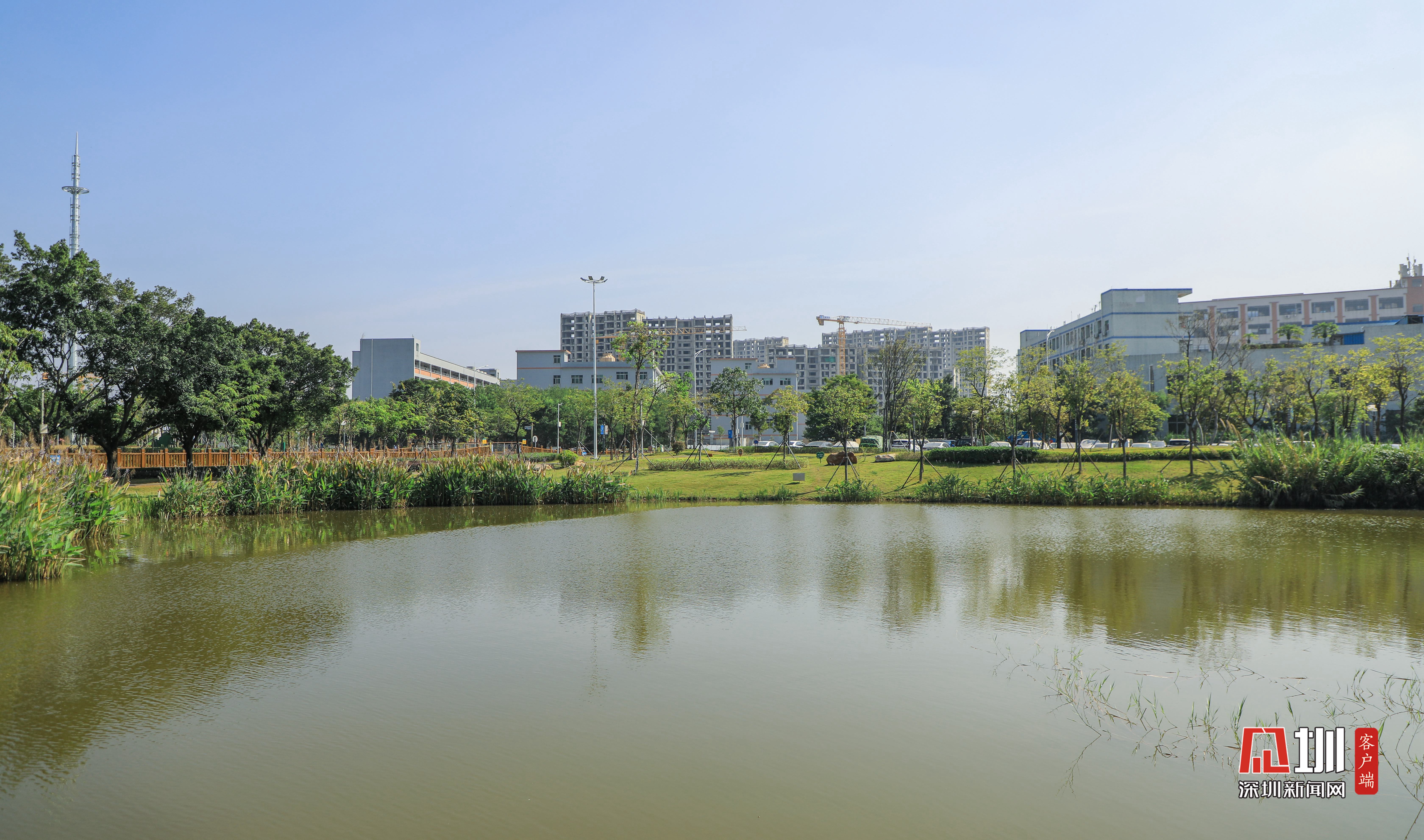 最美治水景观丨裕湖公园:一水护园将绿绕,两岸排闼送青来_深圳新闻网