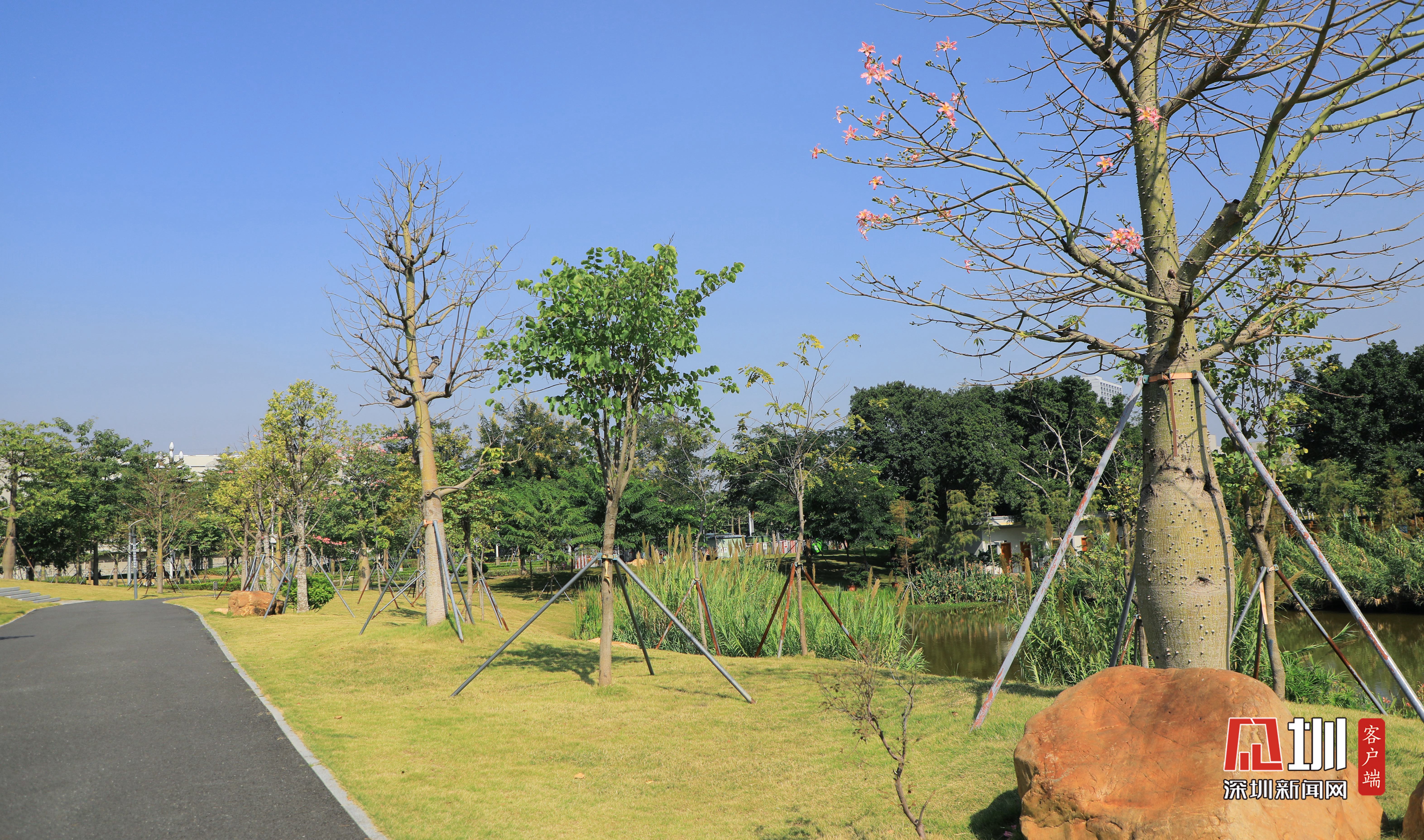 最美治水景观丨裕湖公园:一水护园将绿绕,两岸排闼送青来_深圳新闻网