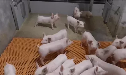 深圳将建设3000万头生猪养殖基地