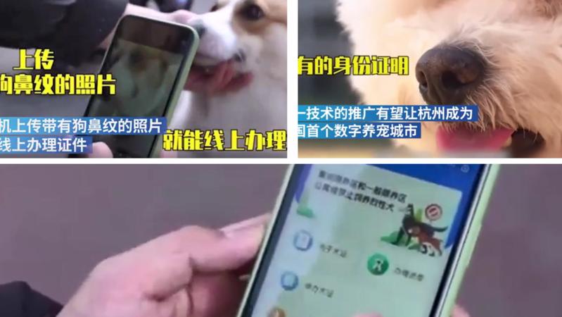 杭州率先推宠物鼻纹身份证，未来走失狗狗扫鼻纹就能找到主人