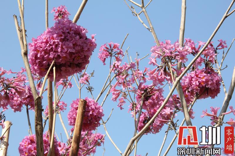 立春不等于入春 深圳平均入春时间为2月6日
