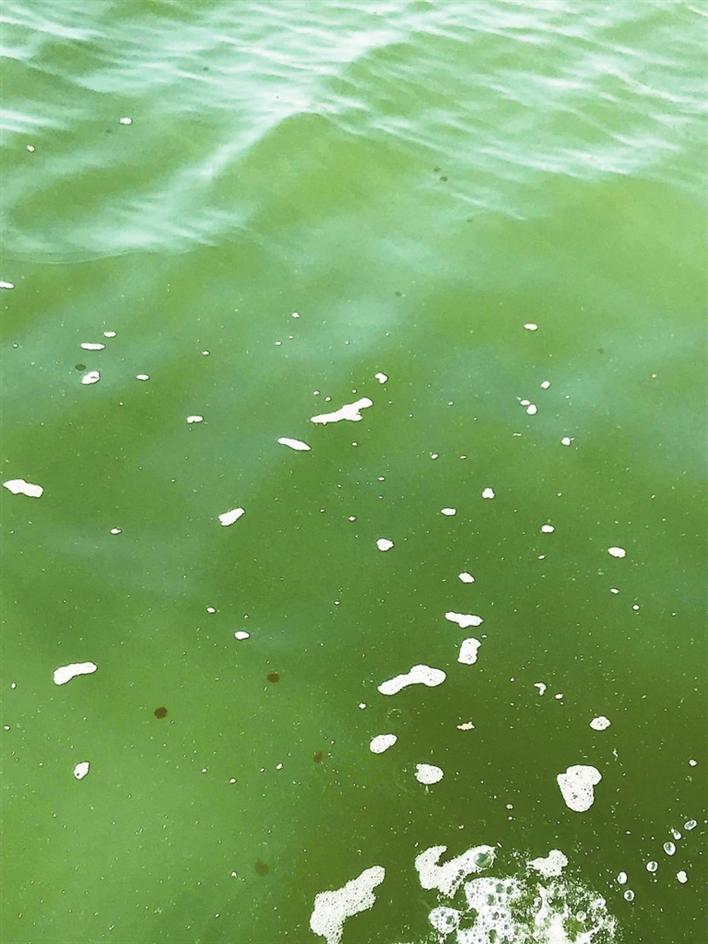 深圳湾海域现不明海洋生物？市海洋监测预报中心：是球形棕囊藻