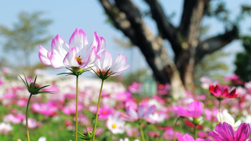 今日深圳：格桑花开香蜜公园，万紫千红总是春