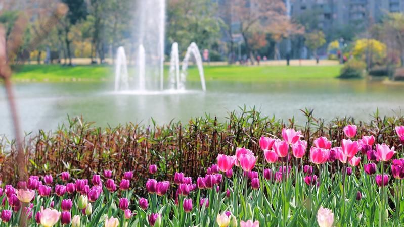 今日深圳：香蜜公园郁金香送出爱的告白，带来春之讯息