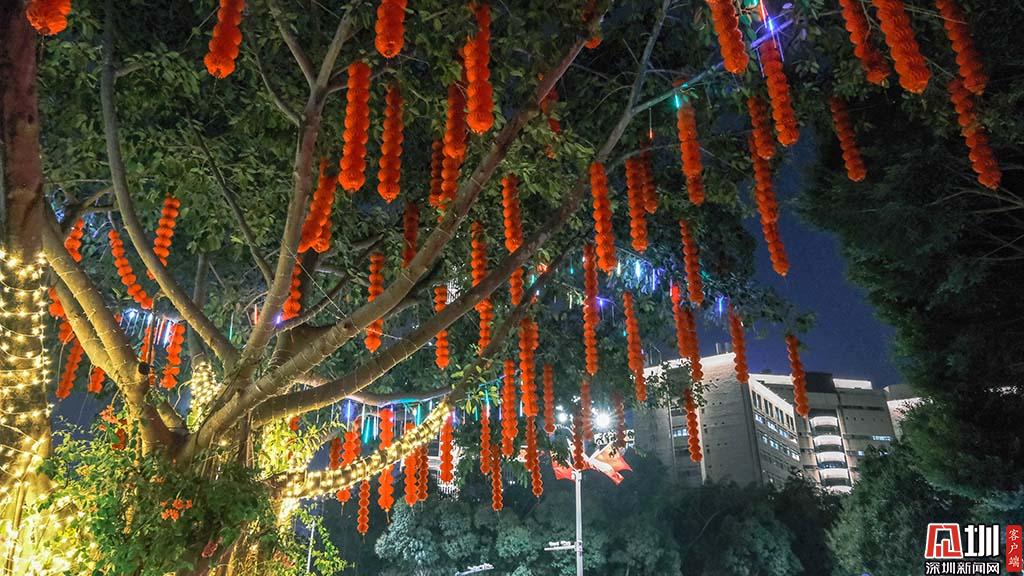 白天赏花 夜晚观灯 深圳各区营造节日氛围，为市民提供春节好去处