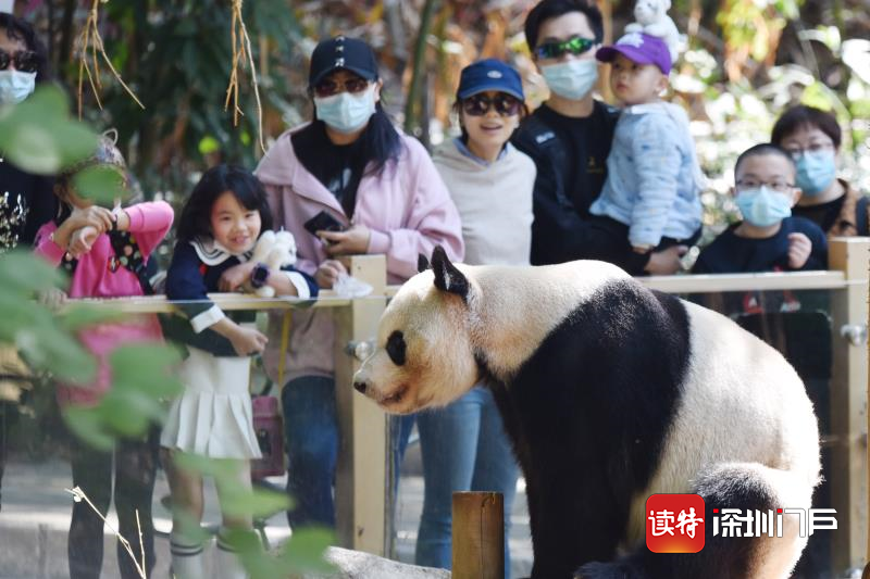 深圳野生动物园动物萌态十足吸引八方游客