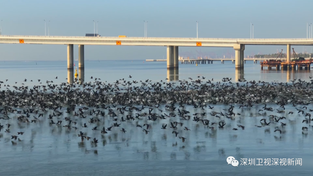 万鸟舞动深圳湾 拍摄者道出壮美背后的城市变化