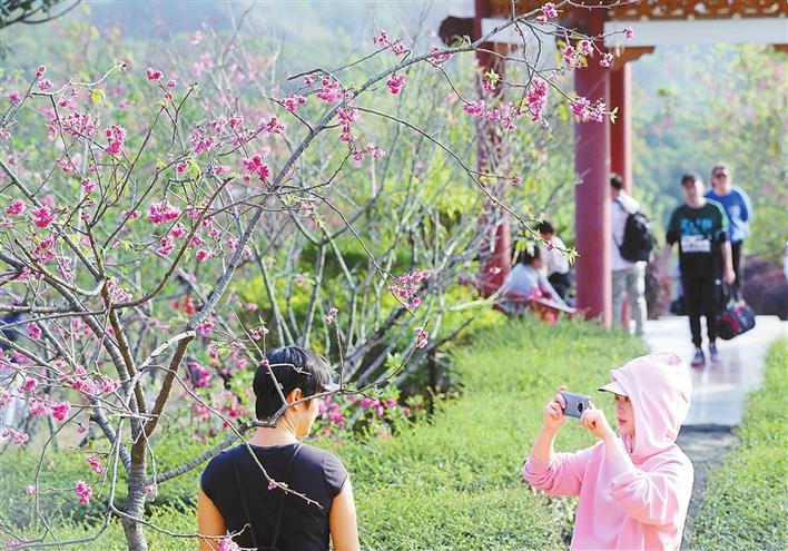 500多株樱花盛放仙湖植物园