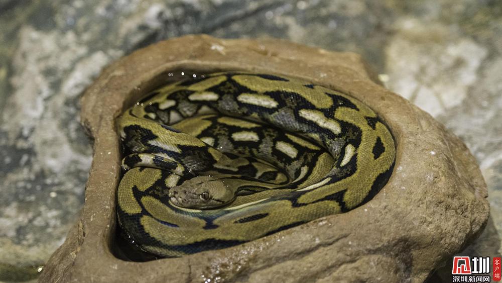 深圳后棱蛇等3物种入选重点保护陆生野生动物名录物种