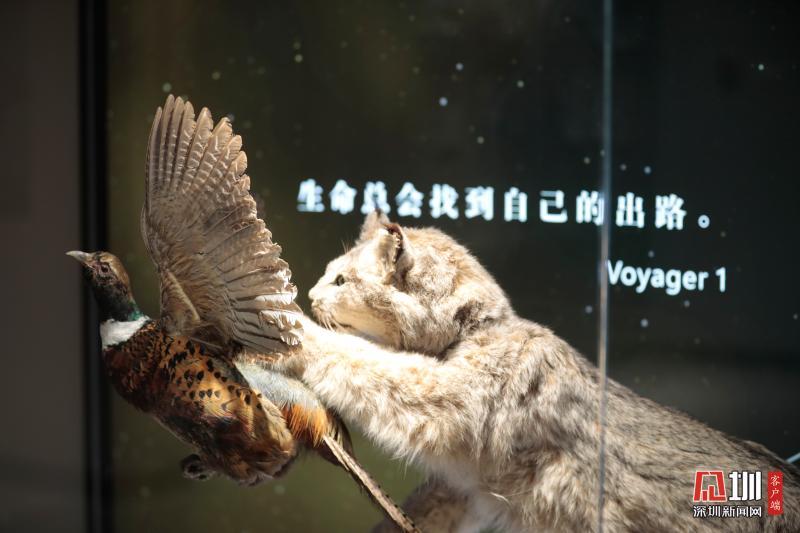 动物标本.jpg
