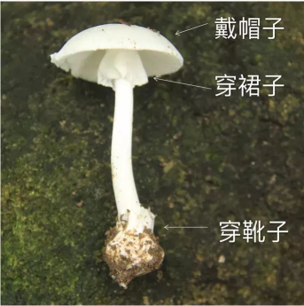 踏春季，谨防误食野生毒蘑菇中毒