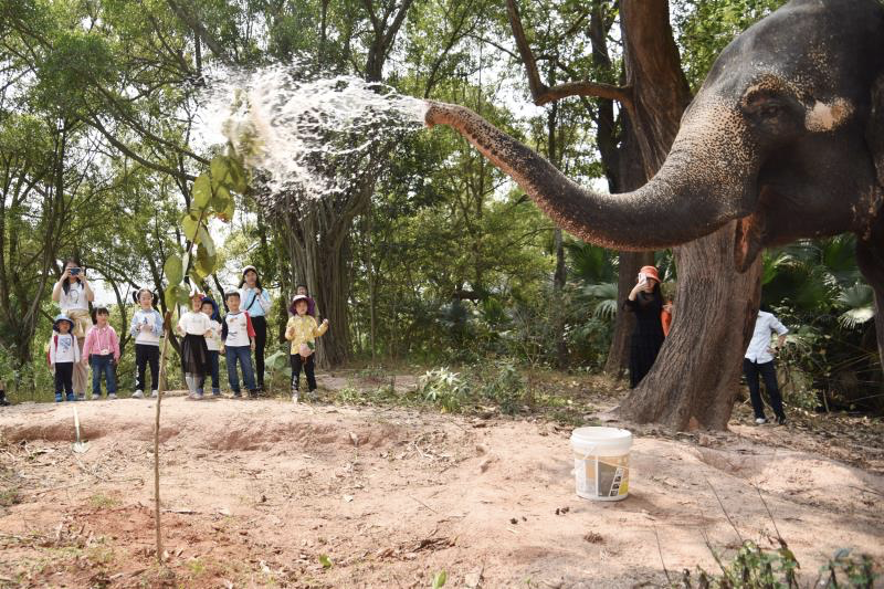 你植树，它浇水！深圳野生动物园的大象萌翻了