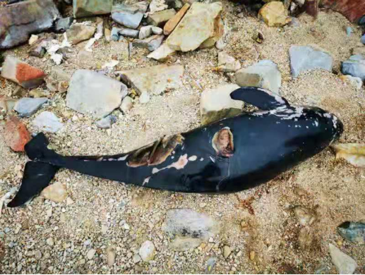 痛心！深圳大鹏海域一只珍稀江豚遭螺旋桨夺命