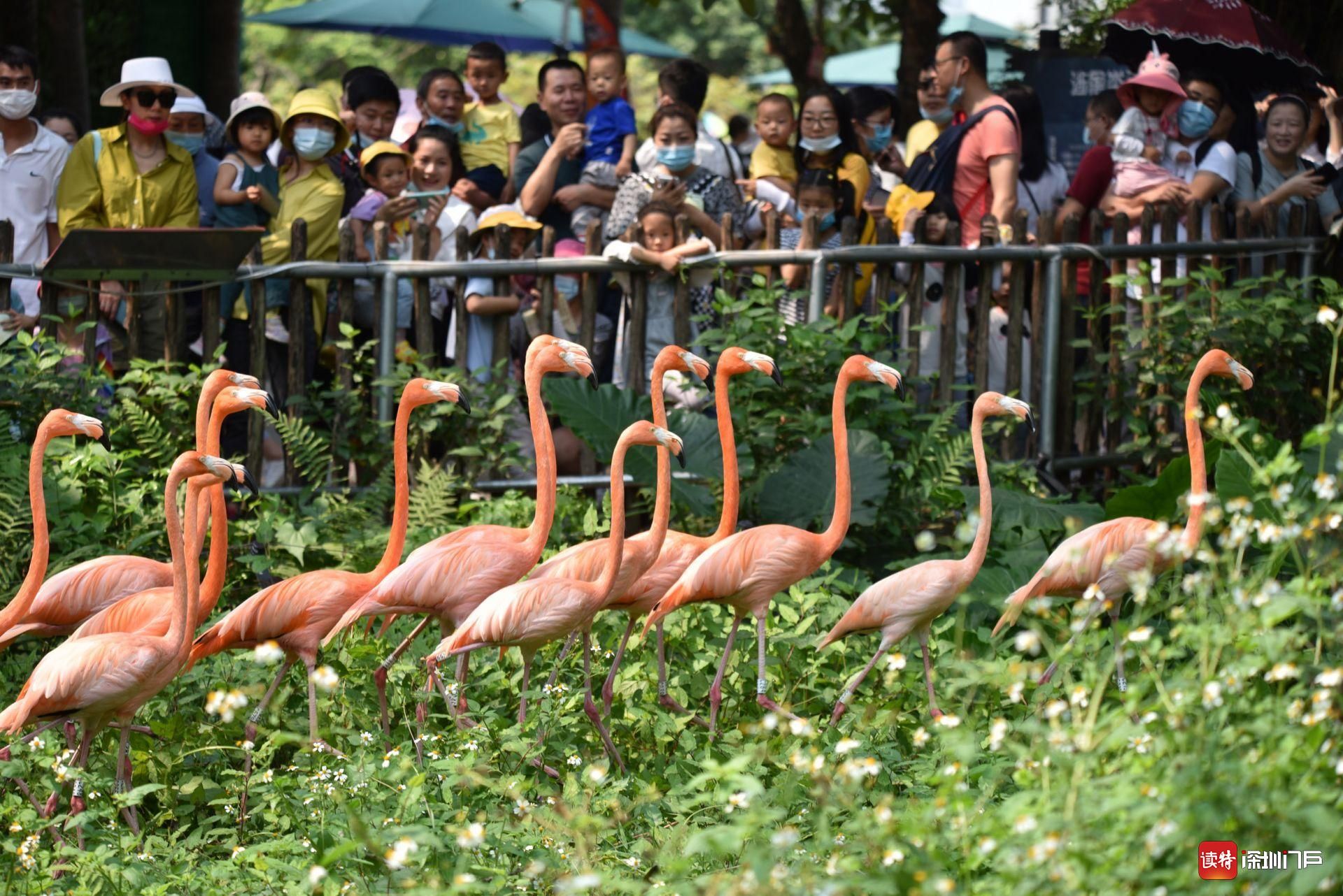 踏青看动物，市民在深圳野生动物园尽享快乐假期