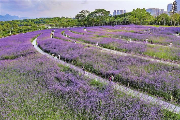 深圳湾公园紫色花海来了：马鞭草悄然绽放 快来打卡！