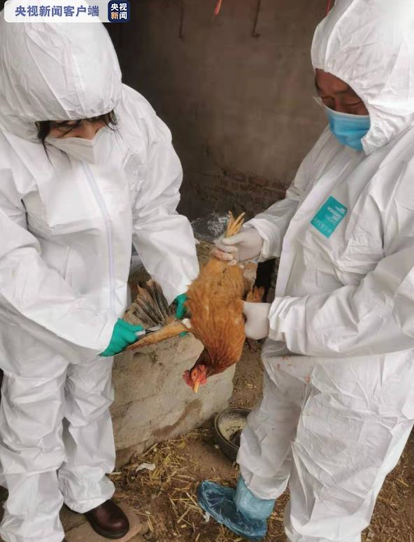 沈阳发生野禽h5n6亚型高致病性禽流感疫情尚无人及家禽感染报告