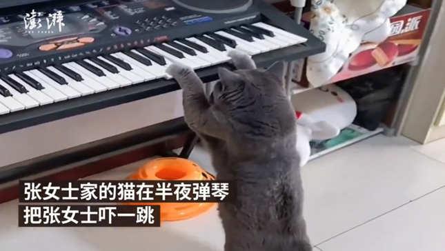 猫咪半夜“弹琴”吓坏主人，网友：有音乐梦想的猫