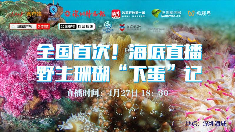 全国首次！深圳海域直播野生珊瑚“下蛋”记