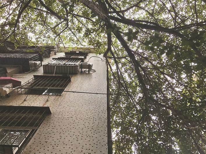 一棵6层​楼高榕树影响居民生活 社区：我们马上为您解决