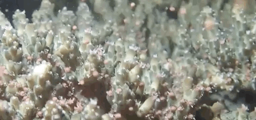 他们在海底“接生” ——全国首场野生珊瑚产卵直播全记录