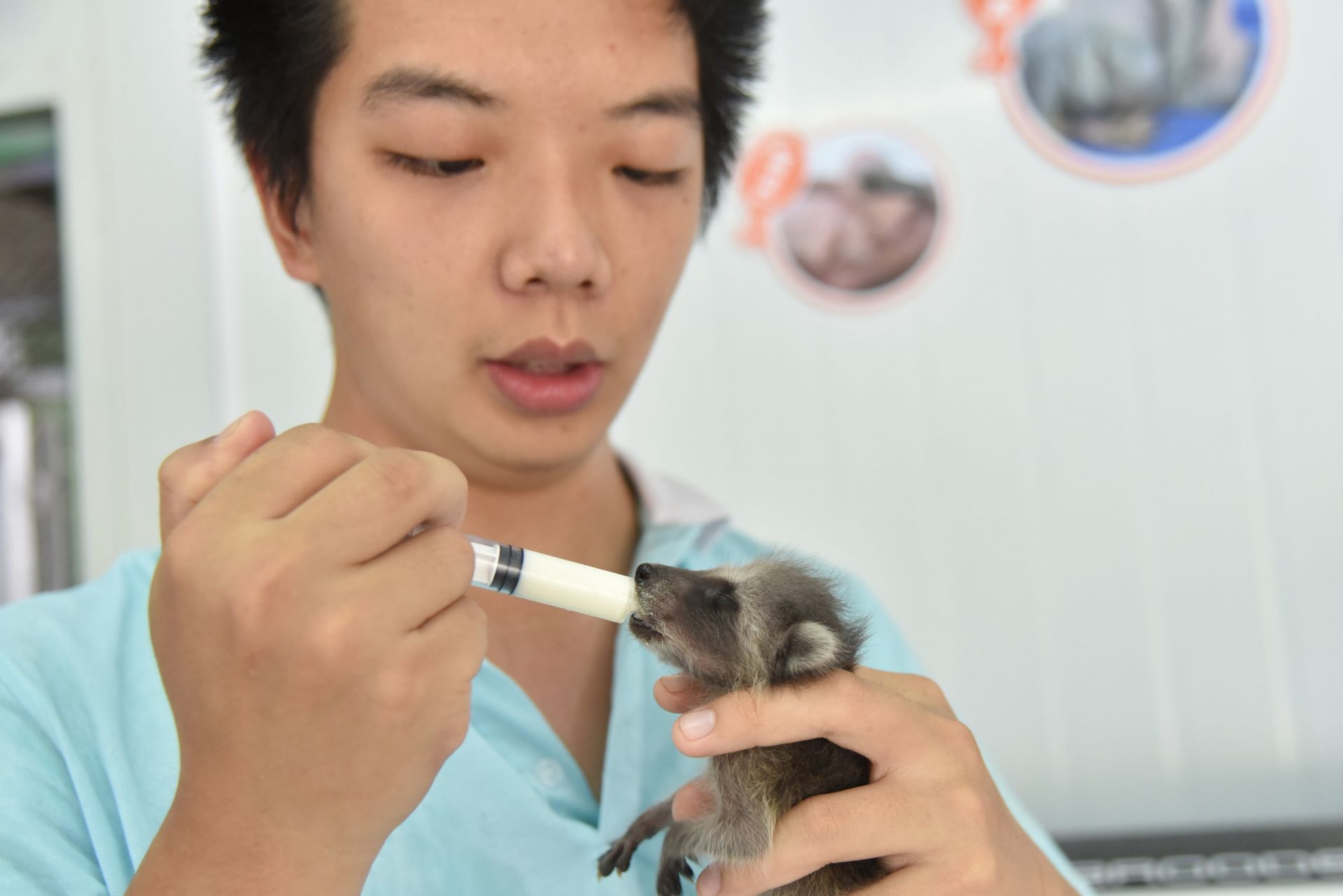 深圳野生动物园首次人工哺育浣熊