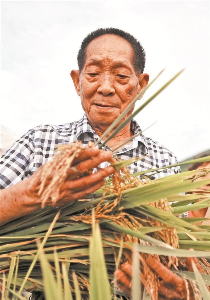 “杂交水稻之父”的深圳缘：80岁生日在龙岗度过