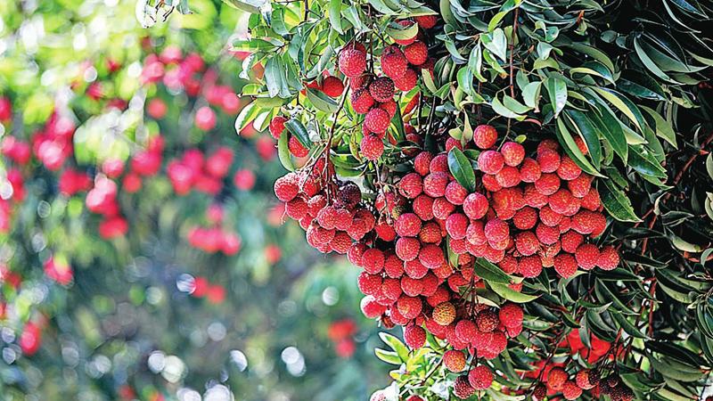 黄田荔枝昨开摘 新鲜上市别错过