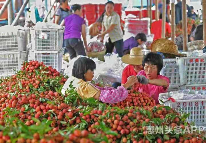 惠州首批“东坡荔”本月上市 镇隆荔枝预计产量8000吨