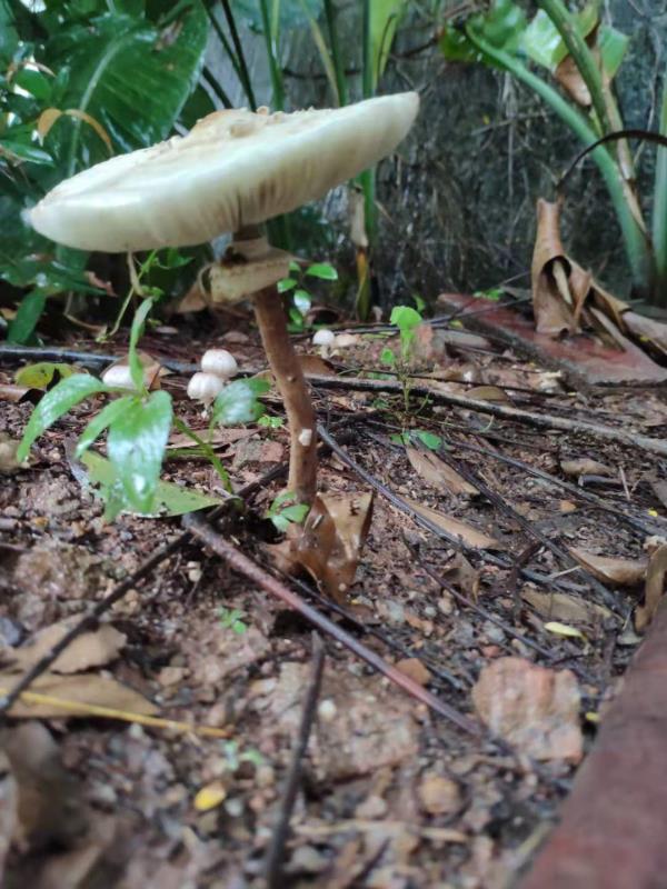 深圳进入多雨夏季，深疾控：切莫贪吃路边的“免费”蘑菇
