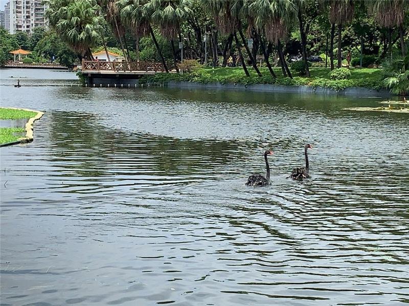 美丽黑天鹅，流花湖安家