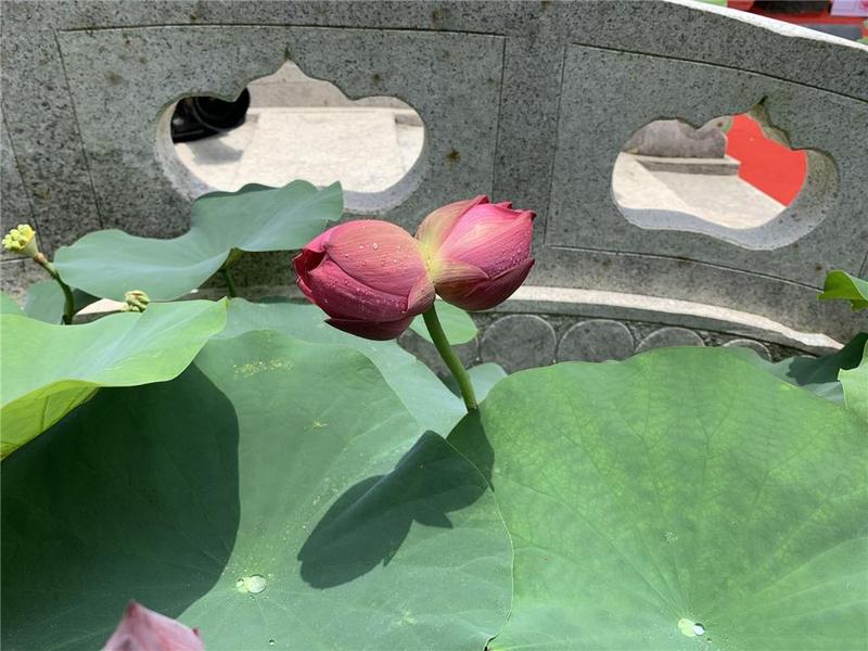 “中国红”亮相莲花山，历经十年培育而成